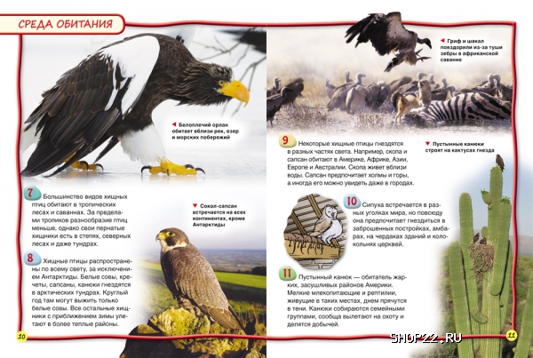 ������ ������ ����� (100 ������) 28096 � �������� - ����