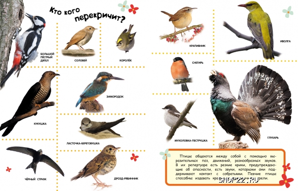 ������ ������������ 