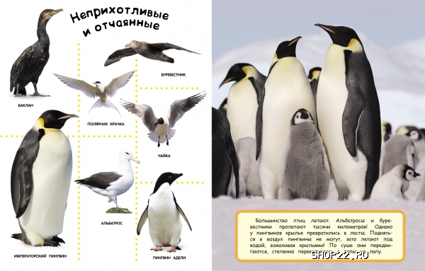 ������ ������������ 